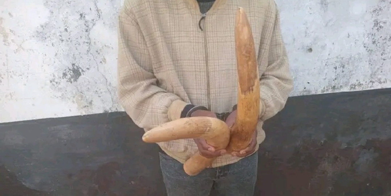 Gondola: SERNIC detém moto-taxista na posse de duas pontas de marfim